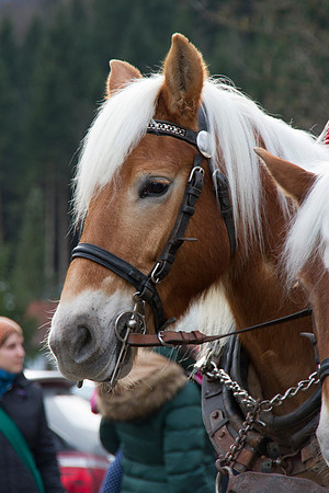 Adventspaziergang 2014