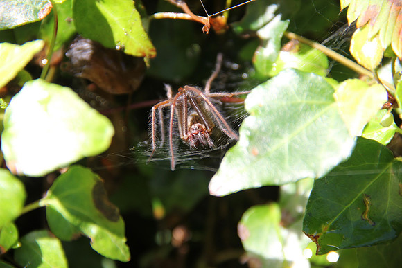 Natur in Torren