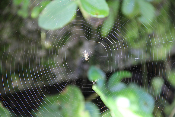 Natur in Torren