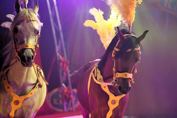 Circus Alex Kaiser