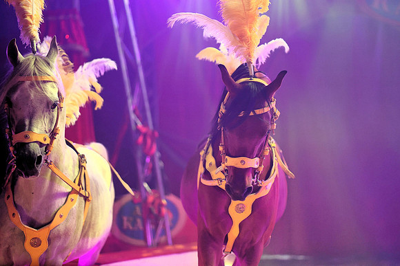 Circus Alex Kaiser