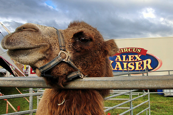 Circus Alex Kaiser