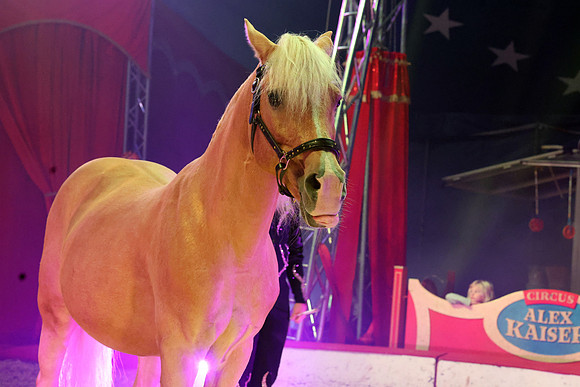 Circus Alex Kaiser