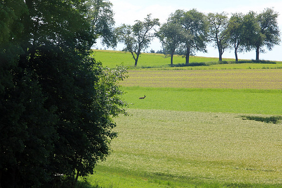 03.06.2015 Etappe 5: Wallsee → Amstetten