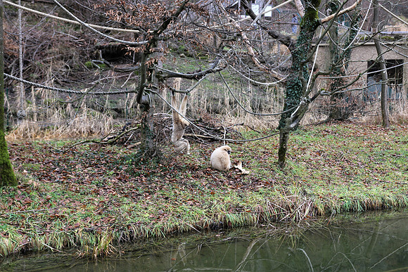 Weihnachtsstimmung im Zoo