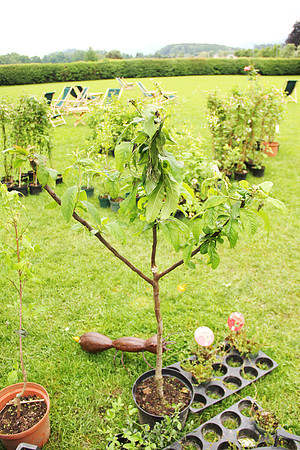 Wüst mi Pflanzen