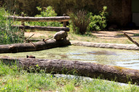 Salzburger Zoo