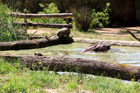 Salzburger Zoo