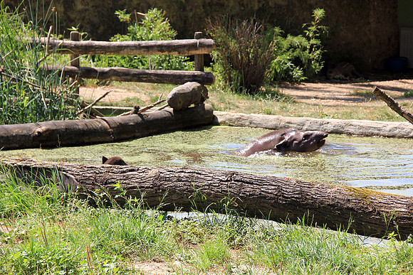 Salzburger Zoo
