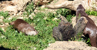Salzburger Zoo
