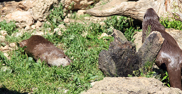 Salzburger Zoo