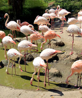 Salzburger Zoo