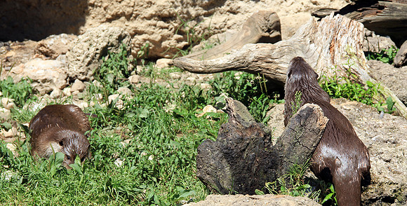Salzburger Zoo