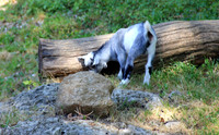 Salzburger Zoo