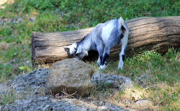 Salzburger Zoo