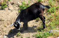 Salzburger Zoo