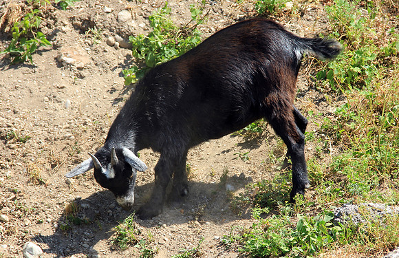 Salzburger Zoo