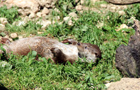 Salzburger Zoo