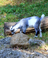 Salzburger Zoo