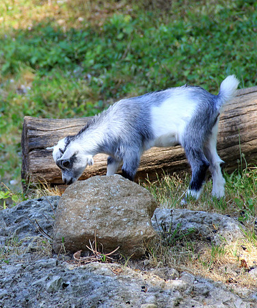 Salzburger Zoo