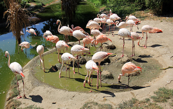 Salzburger Zoo