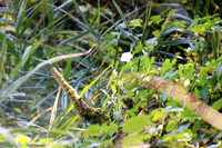 Naturwelt Neydharting