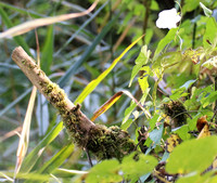 Naturwelt Neydharting