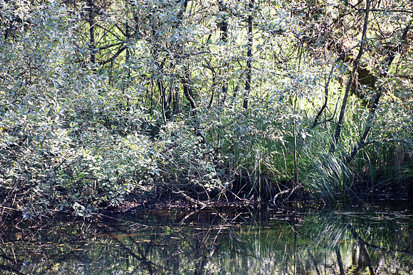 Naturwelt Neydharting