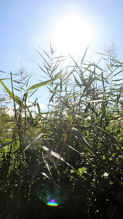 Naturwelt Neydharting