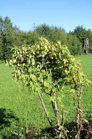 Naturwelt Neydharting