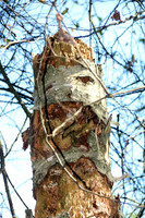 Naturwelt Neydharting