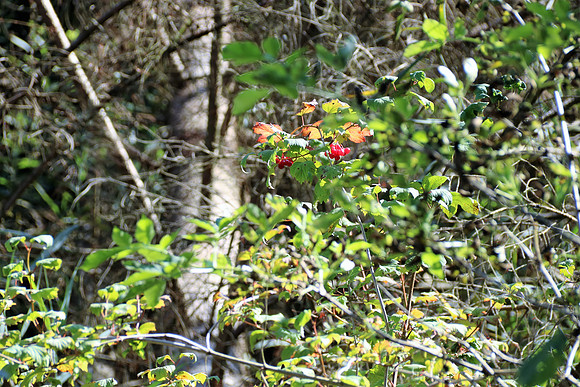 Naturwelt Neydharting