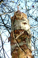 Naturwelt Neydharting