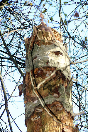 Naturwelt Neydharting