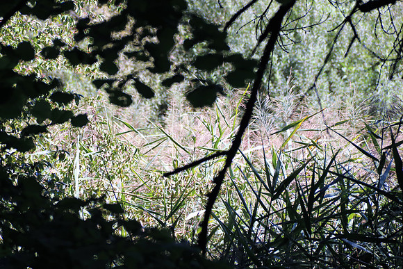 Naturwelt Neydharting