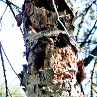 Naturwelt Neydharting
