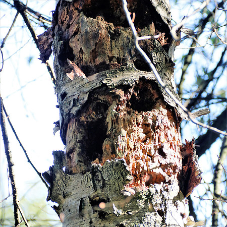 Naturwelt Neydharting