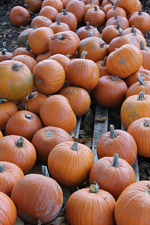 Herbst im Tennengau