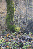 Herbst im Tennengau