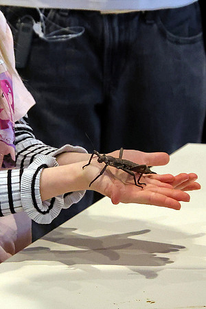Insektopia Wanderausstellung