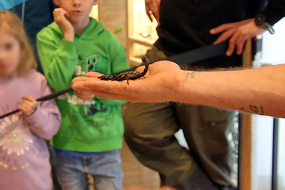 Insektopia Wanderausstellung