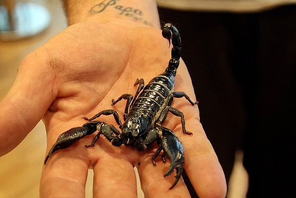 Insektopia Wanderausstellung