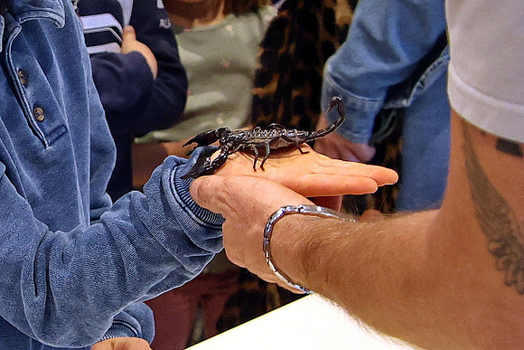 Insektopia Wanderausstellung
