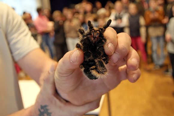 Insektopia Wanderausstellung