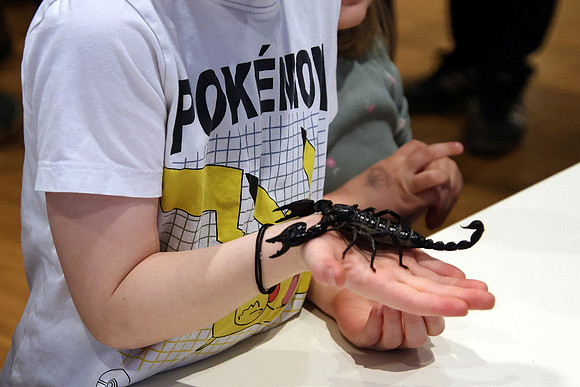 Insektopia Wanderausstellung