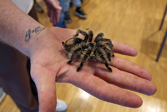 Insektopia Wanderausstellung