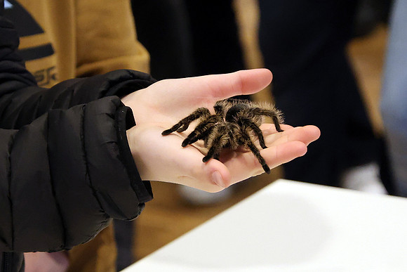 Insektopia Wanderausstellung