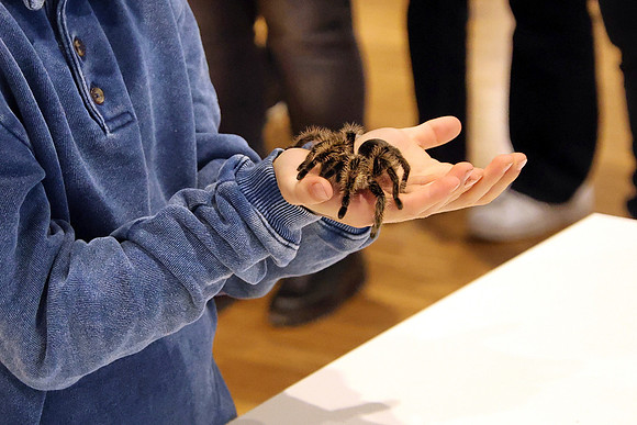 Insektopia Wanderausstellung
