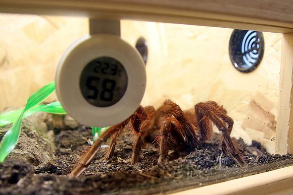 Insektopia Wanderausstellung