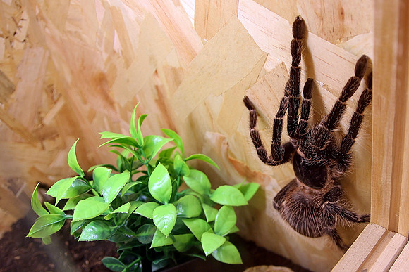 Insektopia Wanderausstellung